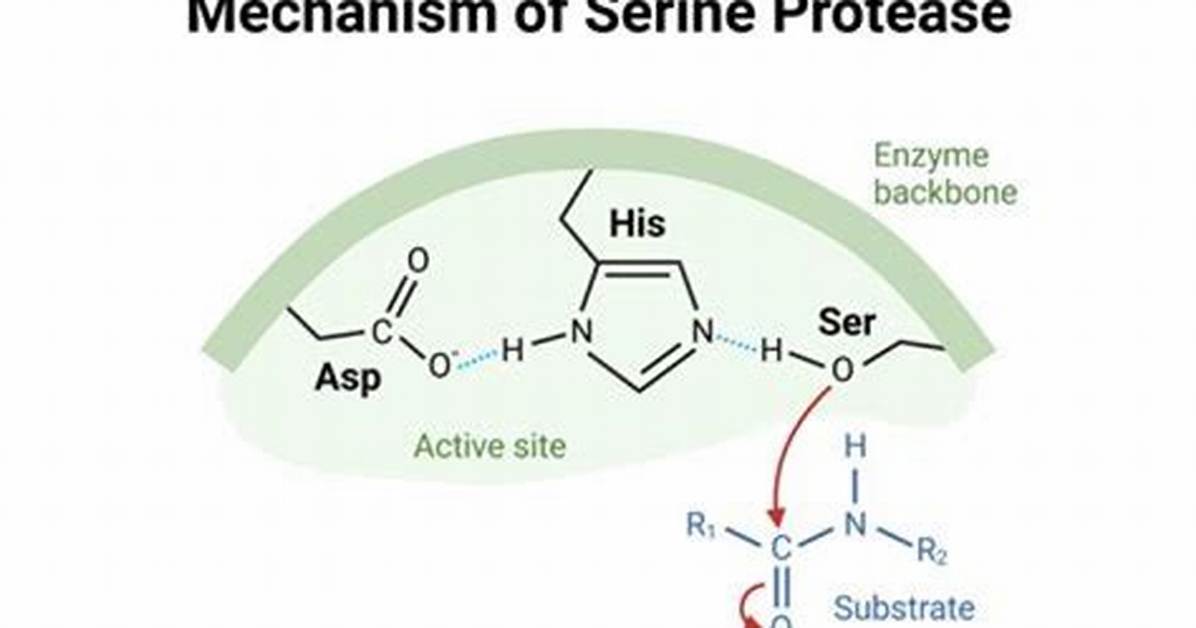 Were Does Protease Work?