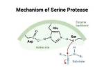 Were Does Protease Work?