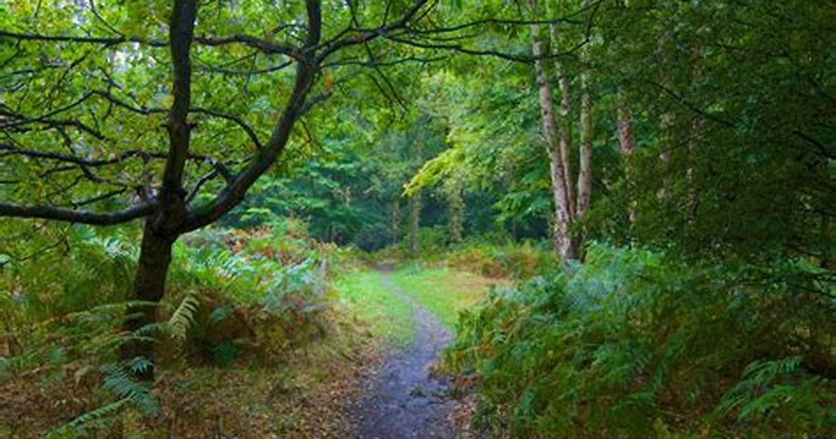 Were Is Epping Forest?