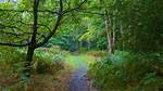 Were Is Epping Forest?