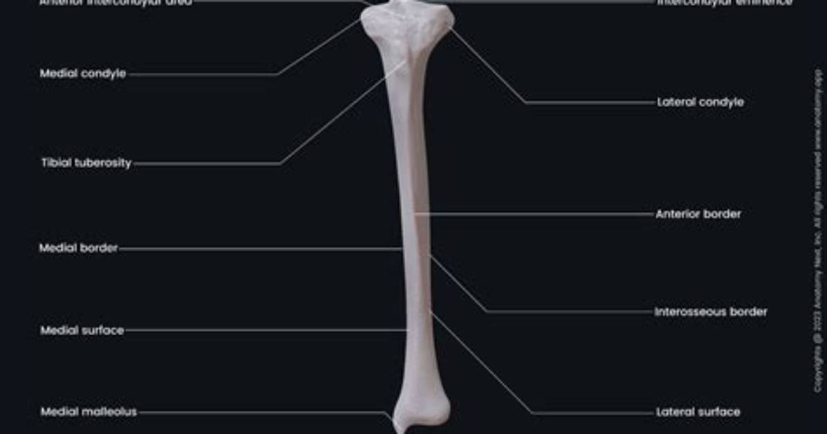 Were Is the Tibia Bone?