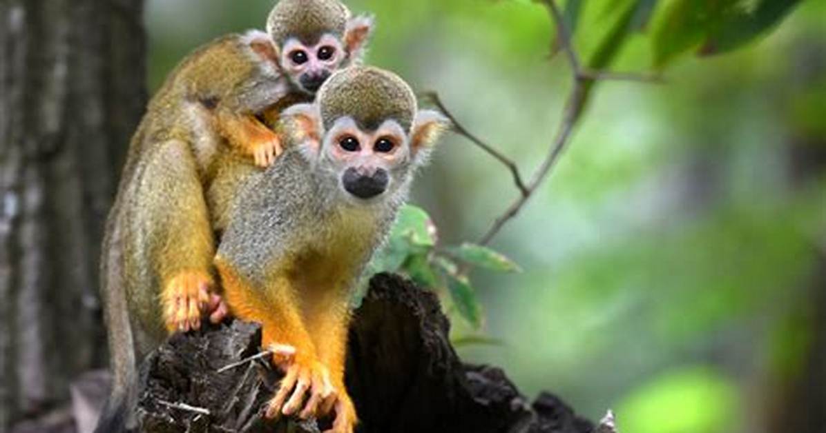 Were Squirrel Monkey Live?