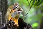 Were Squirrel Monkey Live?