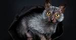 Werewolf Cat Breed