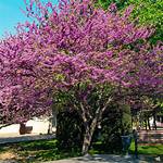 Western Redbud Tree