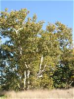 Western Sycamore