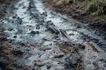 Wet Dirt