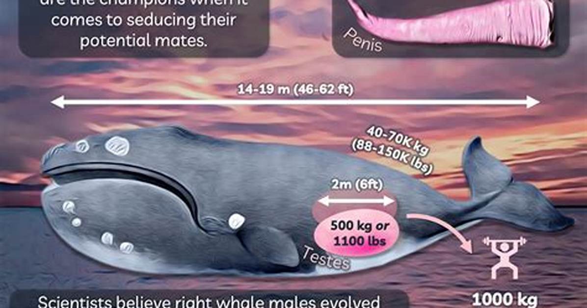 Whale Balls