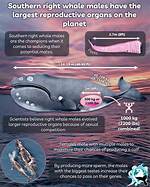 Whale Balls
