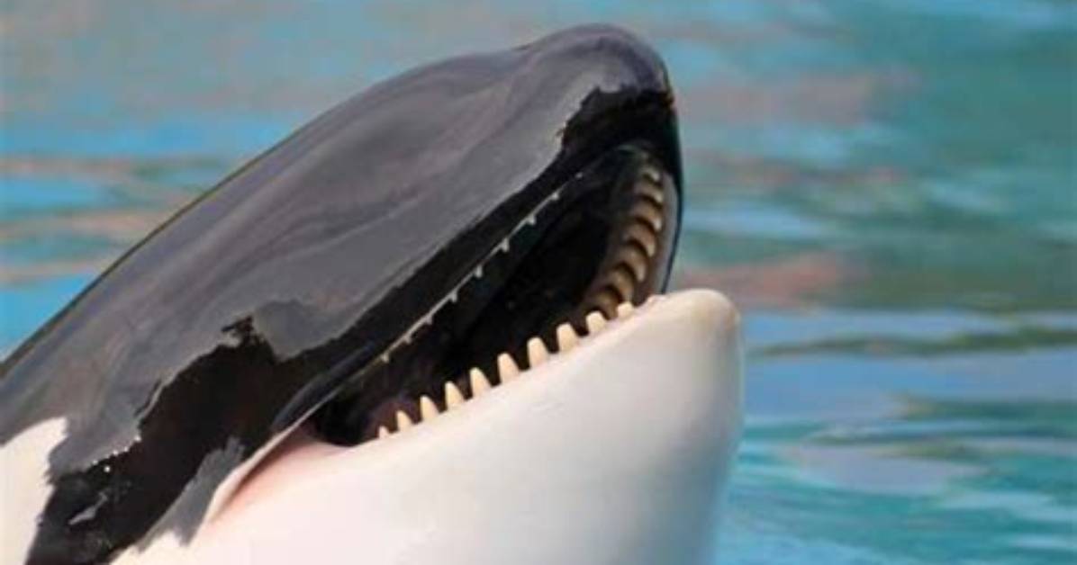 Whale with Long Interlocking Teeth