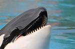 Whale with Long Interlocking Teeth
