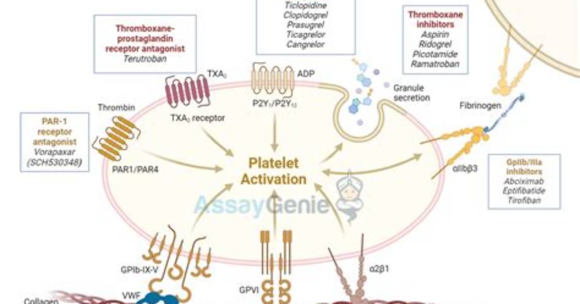 What Agonists Activate Platelets?