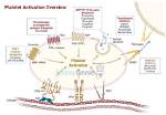 What Agonists Activate Platelets?
