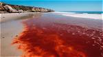 What Algae Causes Red Tide?