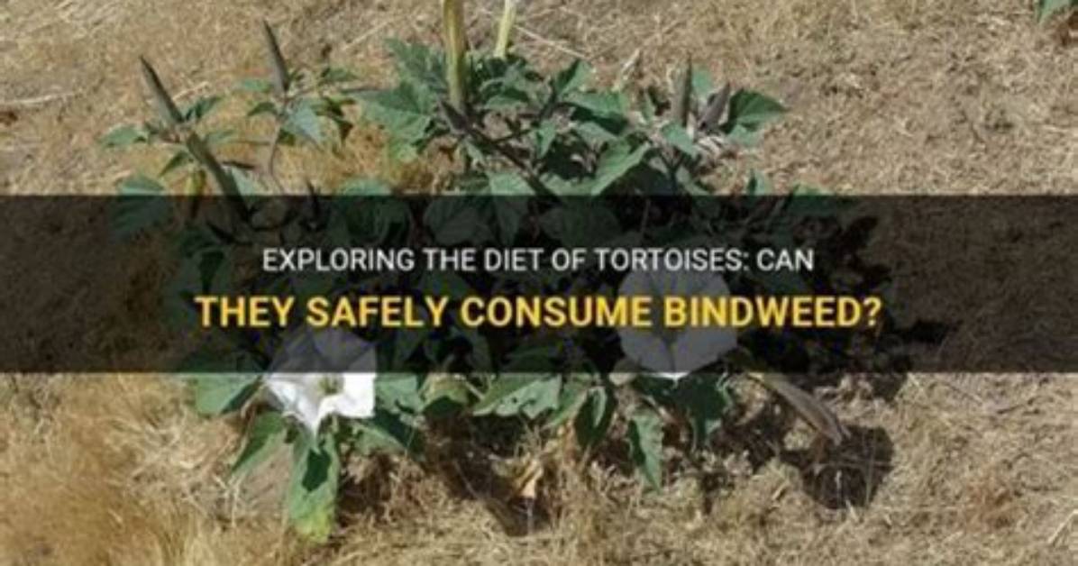 What Animal Eats Bindweed