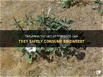 What Animal Eats Bindweed