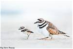 What Animal Eats Killdeers?