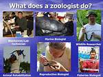 What Animals Do Zoologists Study?