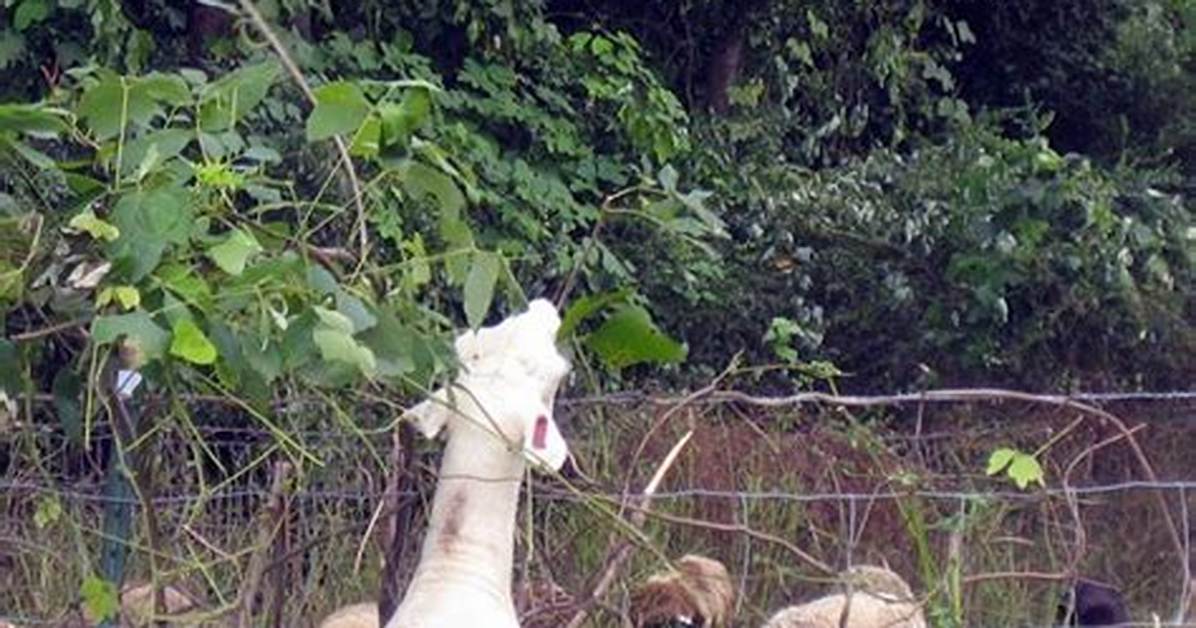 What Animals Eats Kudzu