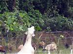 What Animals Eats Kudzu