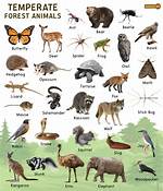 What Animals Live in the Temperate Forest