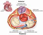 What Are Cusps in Heart