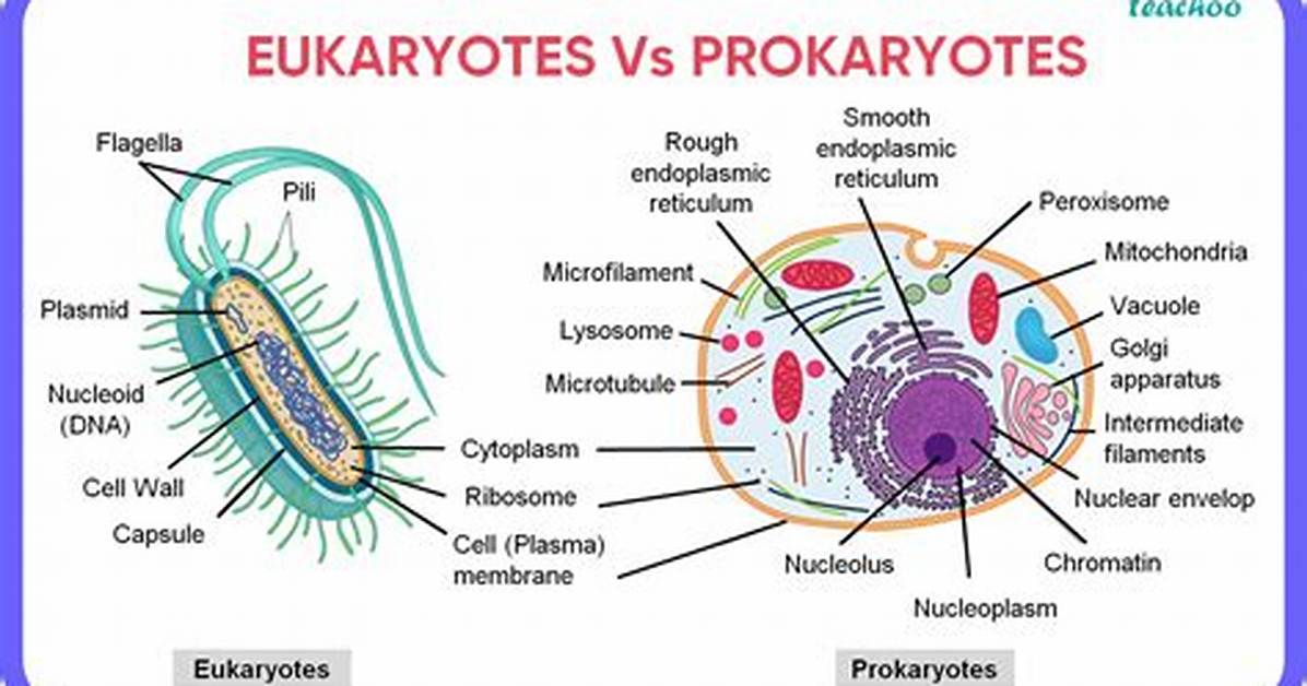 What Are Eukaryotes