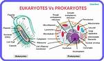 What Are Eukaryotes