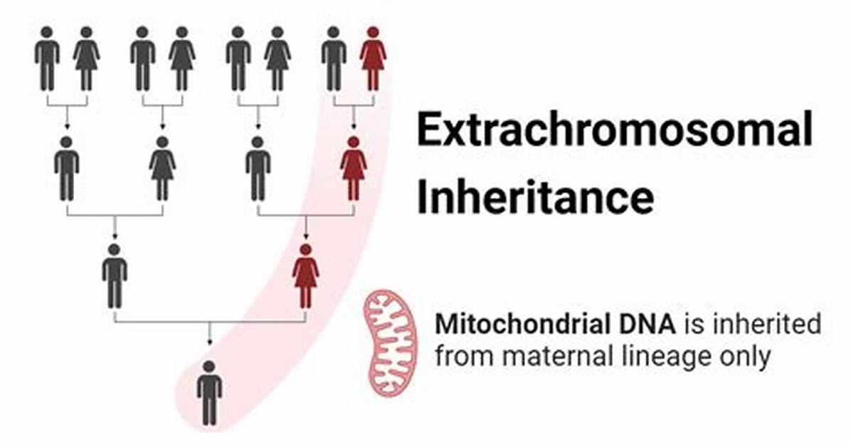 What Are Extrachromosomal Elements?