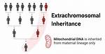 What Are Extrachromosomal Elements?