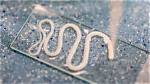 What Are Inside Worms