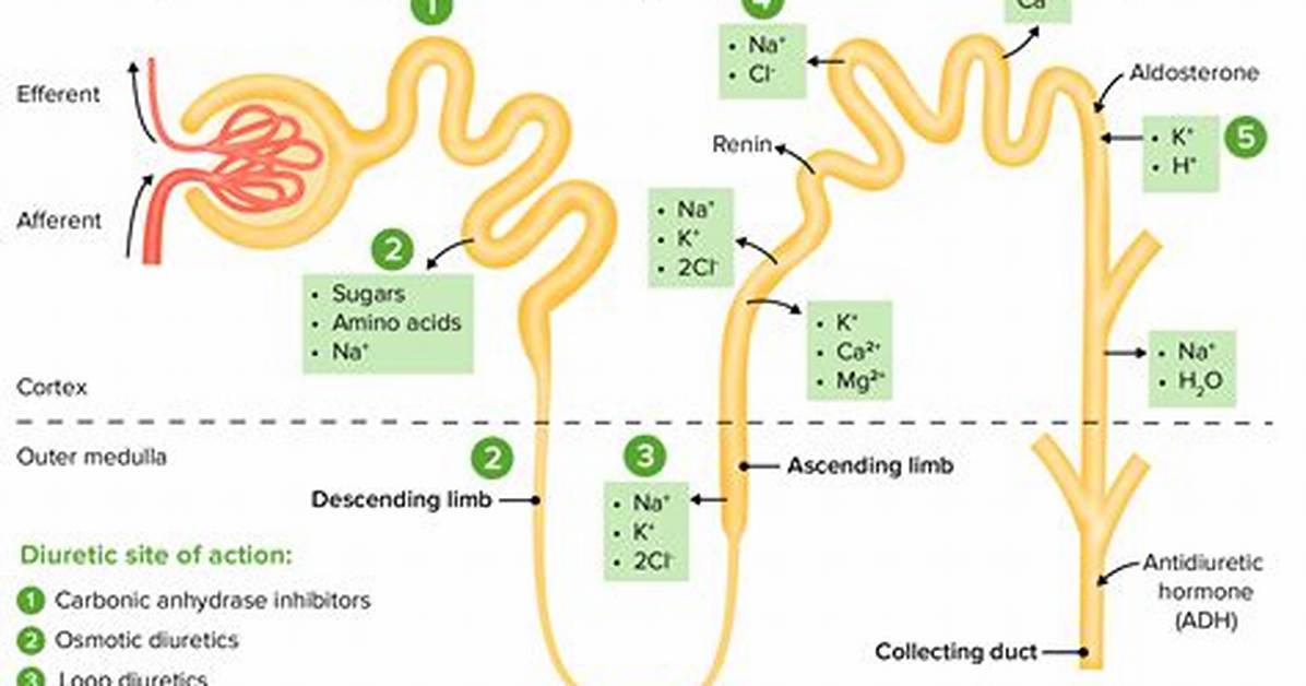 What Are Loop Diuretics