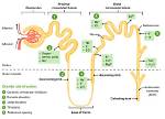 What Are Loop Diuretics