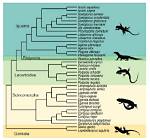 What Are Macroevolutionary Patterns?