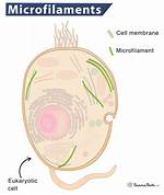 What Are Microfilaments
