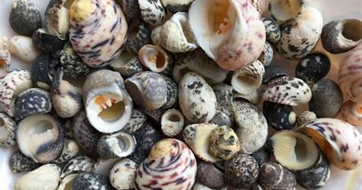What Are Nerite Shells?