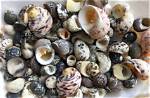What Are Nerite Shells?