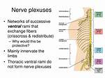 What Are Nerve Plexuses