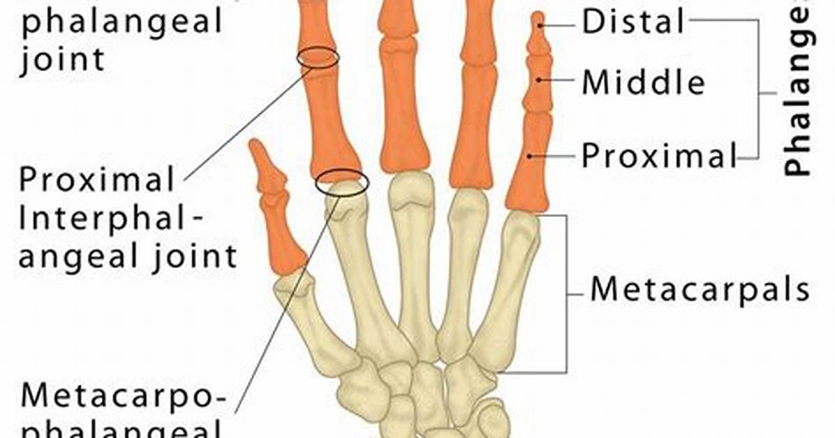 What Are Phalanges