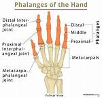 What Are Phalanges