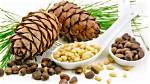 What Are Pine Nuts?