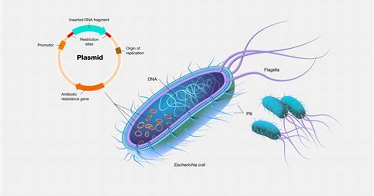 What Are Plasmids