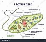 What Are Protists