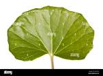 What Are Reniform Leaf?