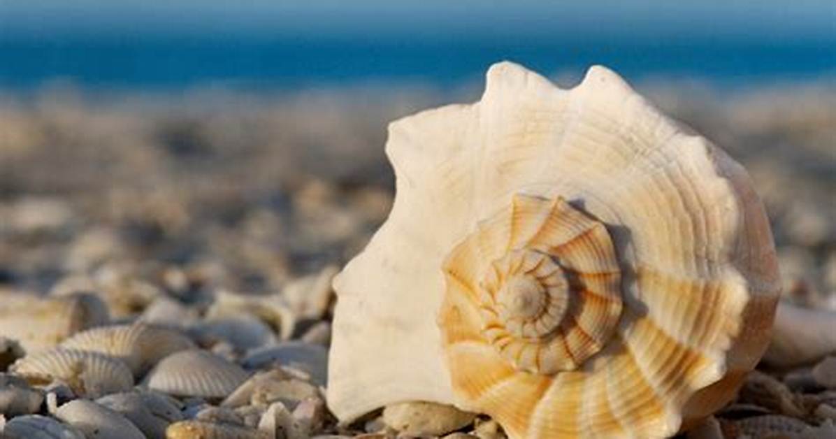 What Are Shells