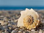 What Are Shells