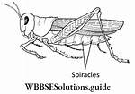 What Are Spiracles Class 7?