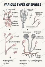 What Are Spores