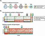 What Are Subclone Cells?