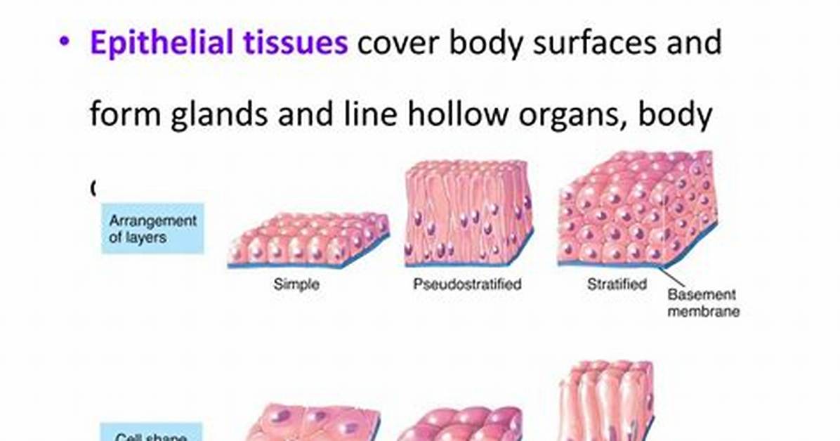 What Are the 4 Basic Tissue Types